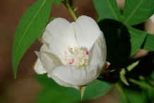 Cottonseed-flower-white
