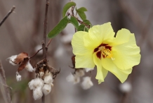 Cottonseed-flower-yellow
