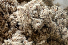 Cottonseed-hulls