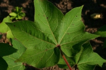 Cottonseed-leaves