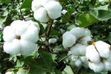 Cottonseed-plant-with-cotton