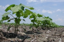 Cottonseed-plant