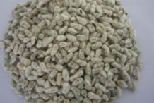Cottonseed-seeds