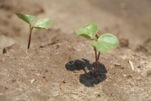 Cottonseed-sprouts