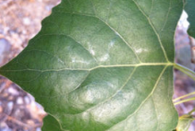 Closer-view-of-Cottonwood--leaf