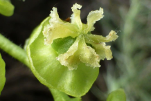 Closer-view-of-female-flower