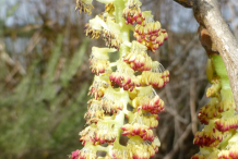 Closer-view-of-male-catkins-of-Cottonwood