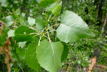 Leaves-of-Cottonwood-plant