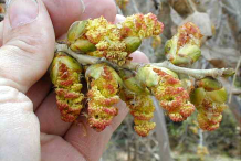 Male-Catkins-of-Cottonwood
