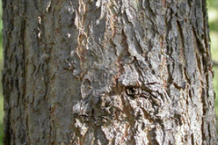 Cottonwood--Bark