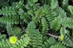 Cotula-leaves