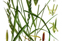 Couch-Grass-Plant-Illustration