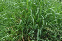 Couch-Grass