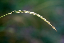 Flowering-Spikes-of-Couch-grass