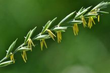 Fruit-of-Couch-grass