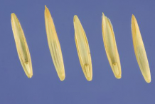 Seed-of-Couch-grass