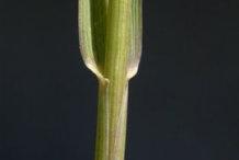 Stem-of-Couch-Grass