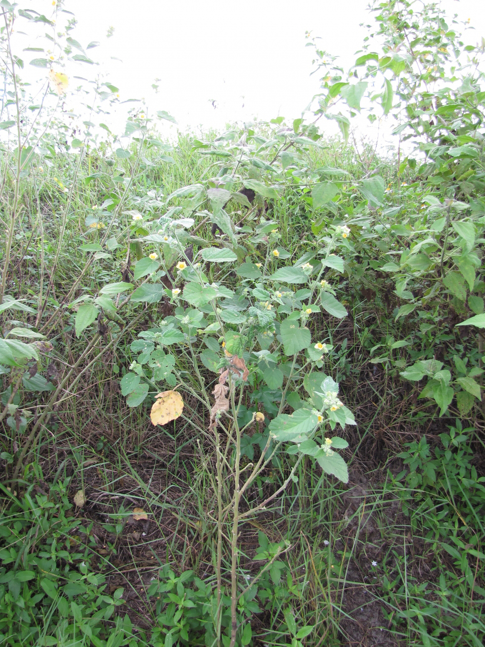 Country-Mallow-plant-growing-wild