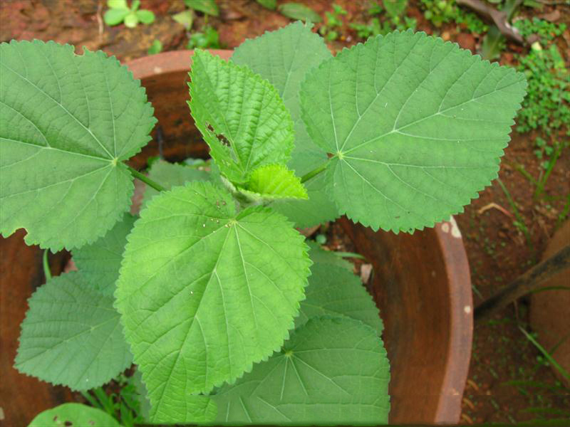 Small-Country-Mallow-plant