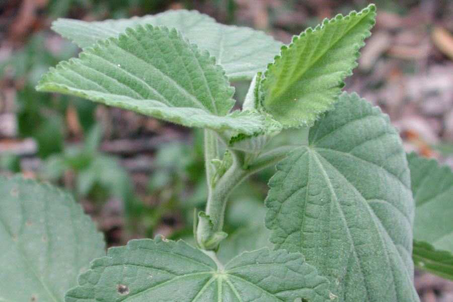 Velvety-hairy-young-leaves-of-Country-Mallow