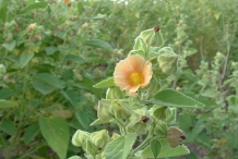 Country-Mallow-farming