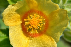Closer-view-of-Country-Mallow-flower