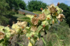 Clusters-of-mature-and-Immature-fruits-of-Country-Mallow