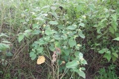 Country-Mallow-plant-growing-wild
