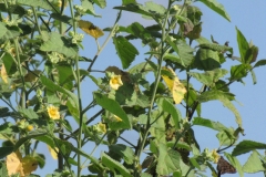 Flowering-Stems-of-Country-Mallow