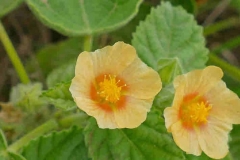 Flowers-of-Country-Mallow