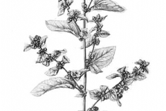 Plant-Illustration-of-Country-Mallow