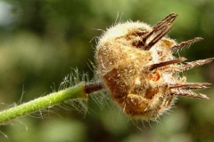 Seed-capsules-of-Country-Mallow
