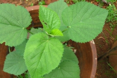 Small-Country-Mallow-plant