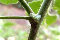 Stem-of-Country-Mallow-plant