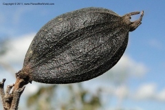 Closer-view-of-fruit of Coutarea