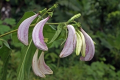 Flowering-buds of Coutarea