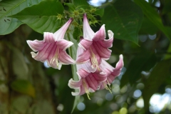 Flowers of Coutarea
