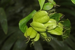 Immature-fruits of Coutarea