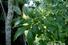 Leaves-of-Coutarea