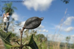 Mature-fruit of Coutarea