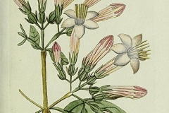 Plant-Illustration-of-Coutarea