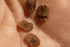 Seeds-of-Coutarea