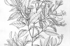 Sketch of Coutarea