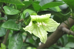 Cow-Okra-flower