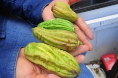 Cow-Okra-fruit