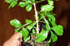 Cow-Okra-seedlings