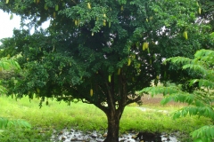Cow-Okra-tree