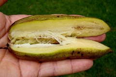 Cow-okra-half-cut
