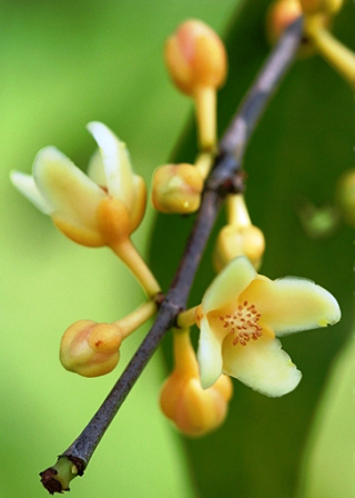 Cowa-Mangosteen-flower-with-buds