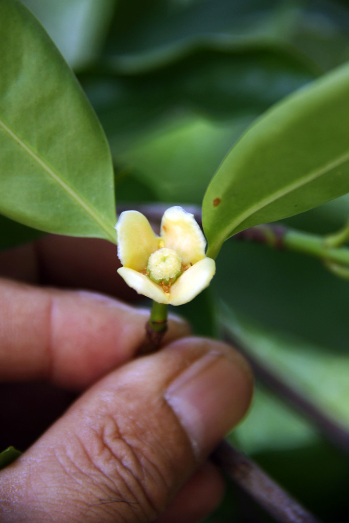 Cowa-Mangosteen-flower